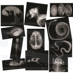 Radiografías de animales