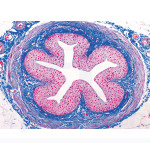 Preparaciones: Histología humana (40x)