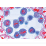 Preparaciones: Mitosis y meiosis (6x)