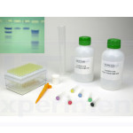 Kit electroforesis en gel de agarosa II