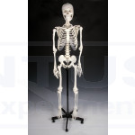Esqueleto humano tamaño natural