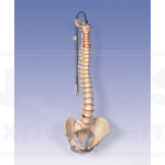 Columna vertebral flexible con soporte