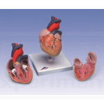 Modelo de corazón, 2 partes, 1x