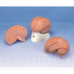 Modelo de cerebro, 2 partes, 1x