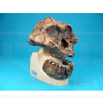 Cráneo Australopitecos Boisei