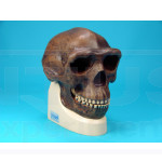 Cráneo Homo Erectus Pekinensis