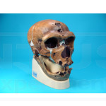 Cráneo Homo Sapiens Neandertalensis