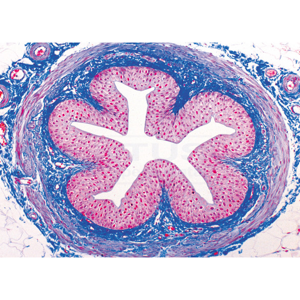 Preparaciones: Histología humana (40x)