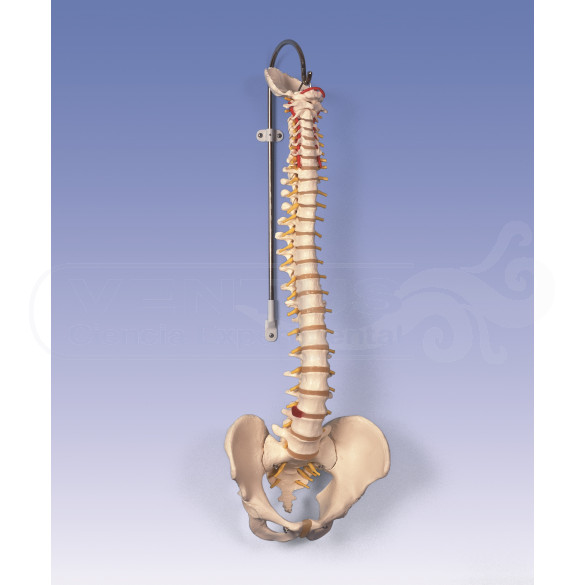 Columna vertebral flexible con soporte