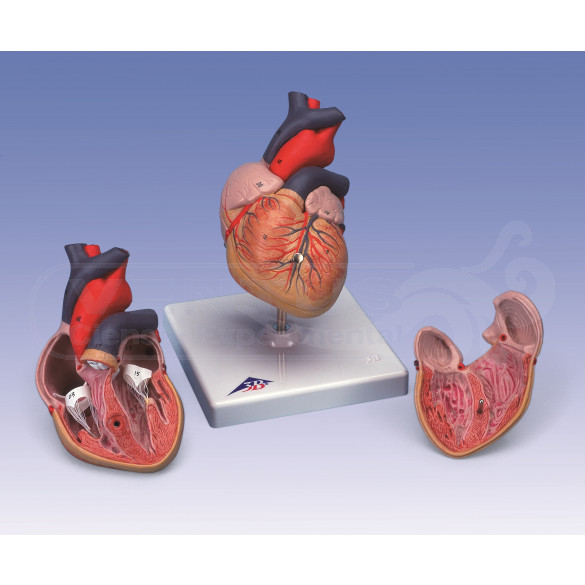 Modelo de corazón, 2 partes, 1x