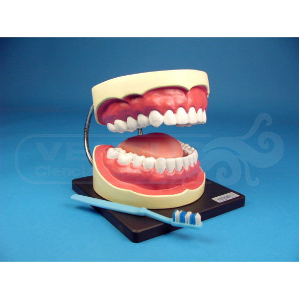 Modelo para higiene buco-dental