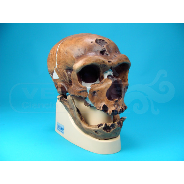 Cráneo Homo Sapiens Neandertalensis