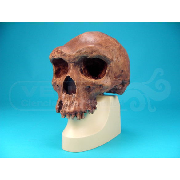 Cráneo Homo Erectus Rhodesiensis