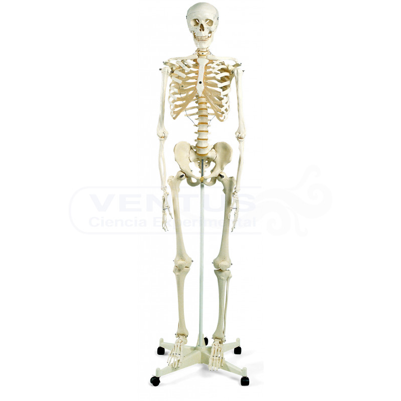 Esqueleto humano tamaño natural 3B