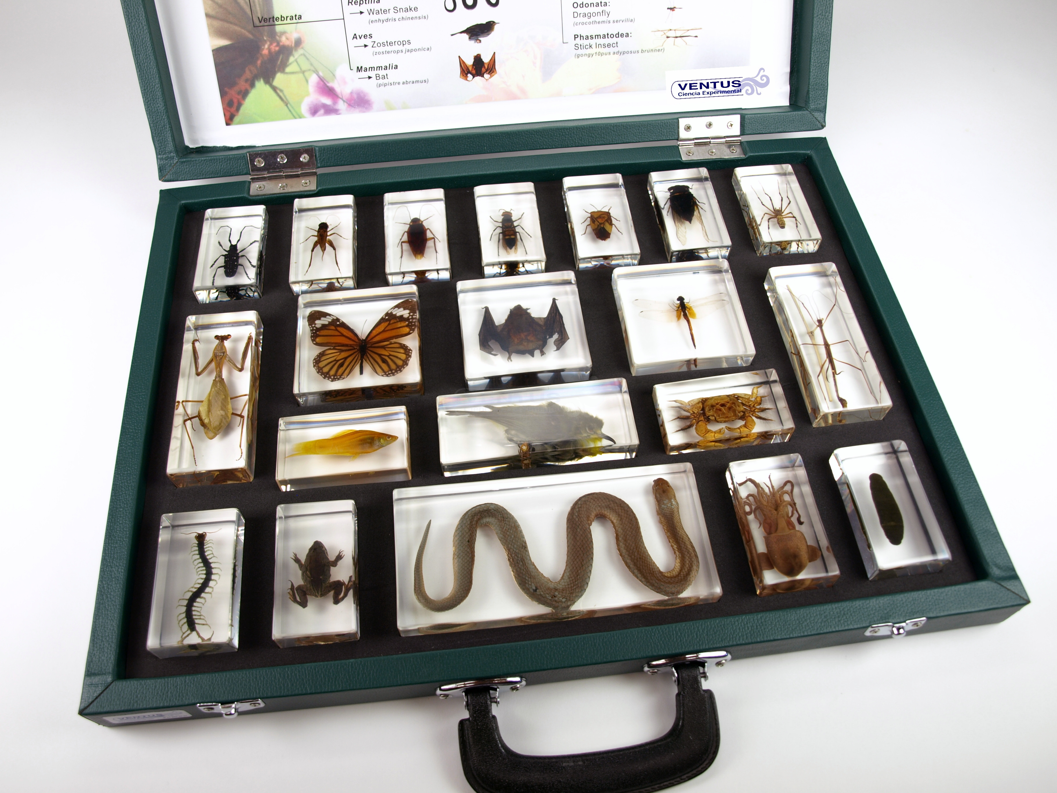 Colección bioplásticos reino animal