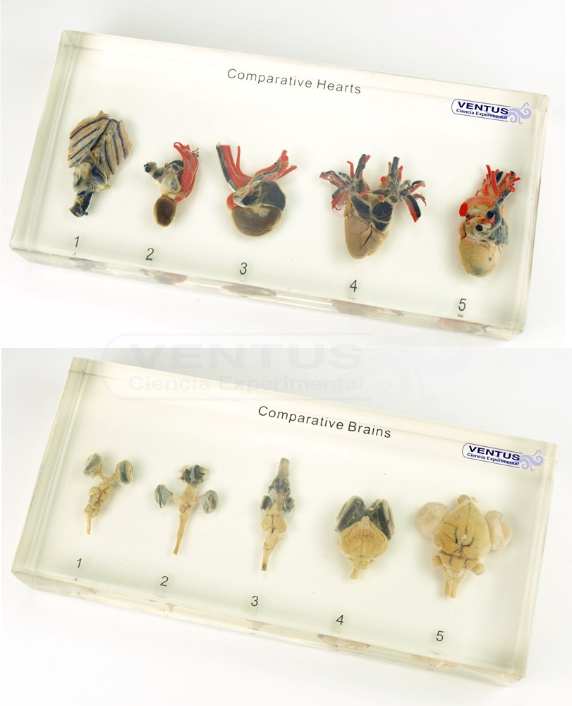 Bioplásticos, comparativa corazones y cerebros