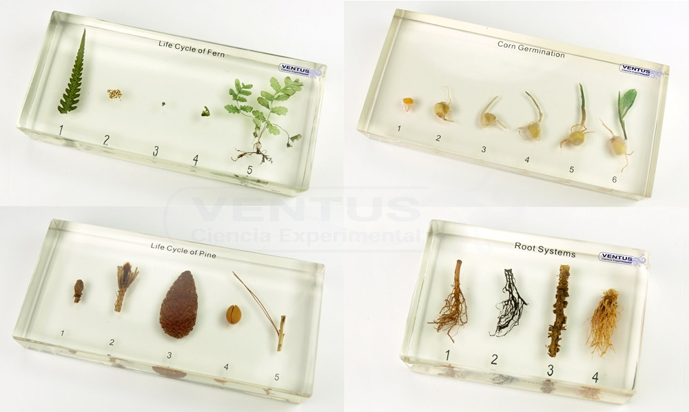 Colección bioplásticos de plantas