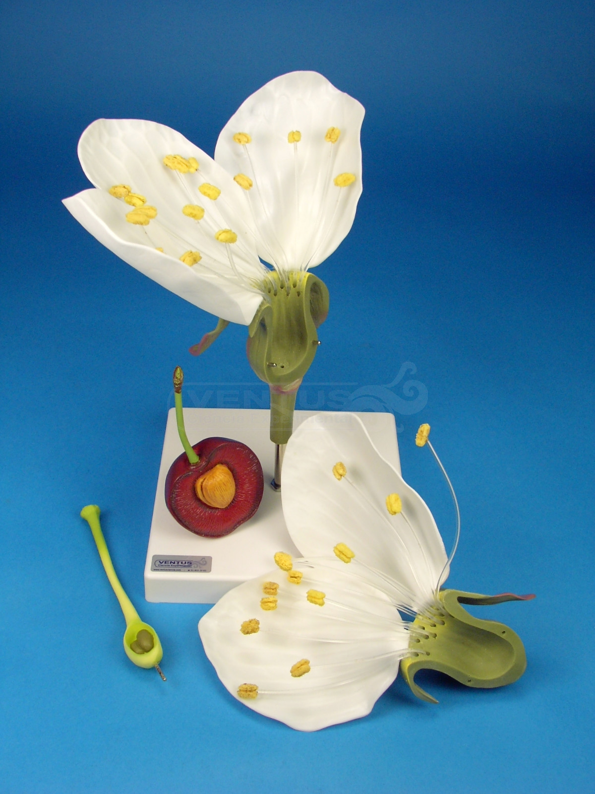 Flor de cerezo con fruto