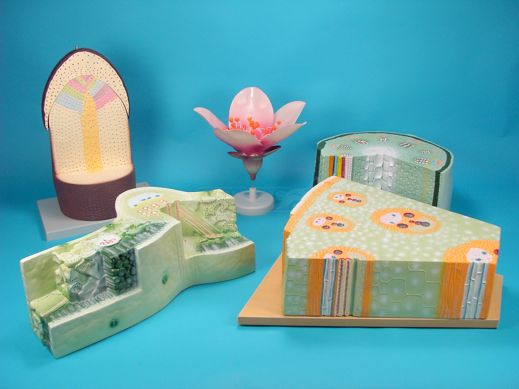 Modelos de organización vegetal