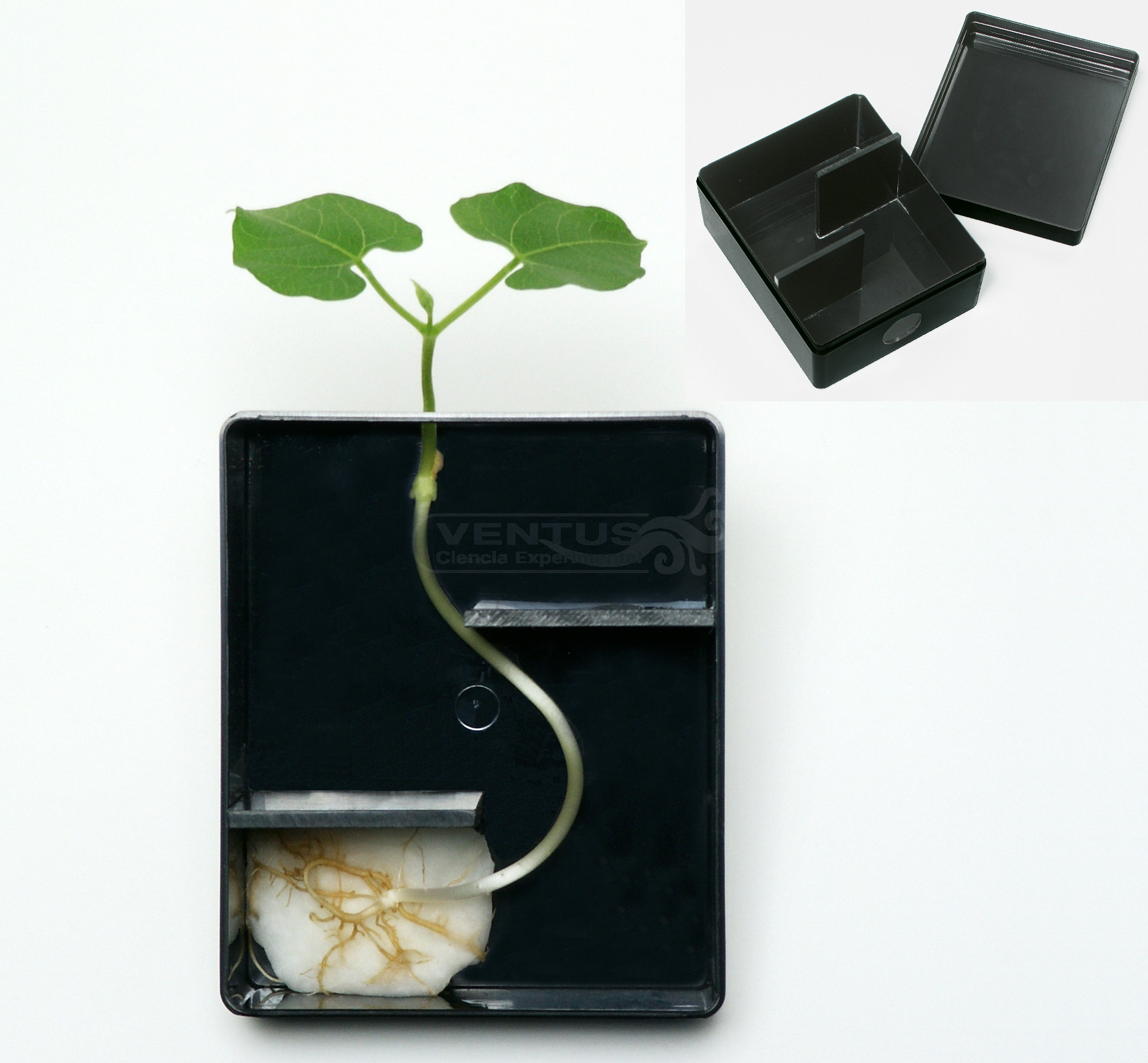 Cámara oscura para crecimiento plantas