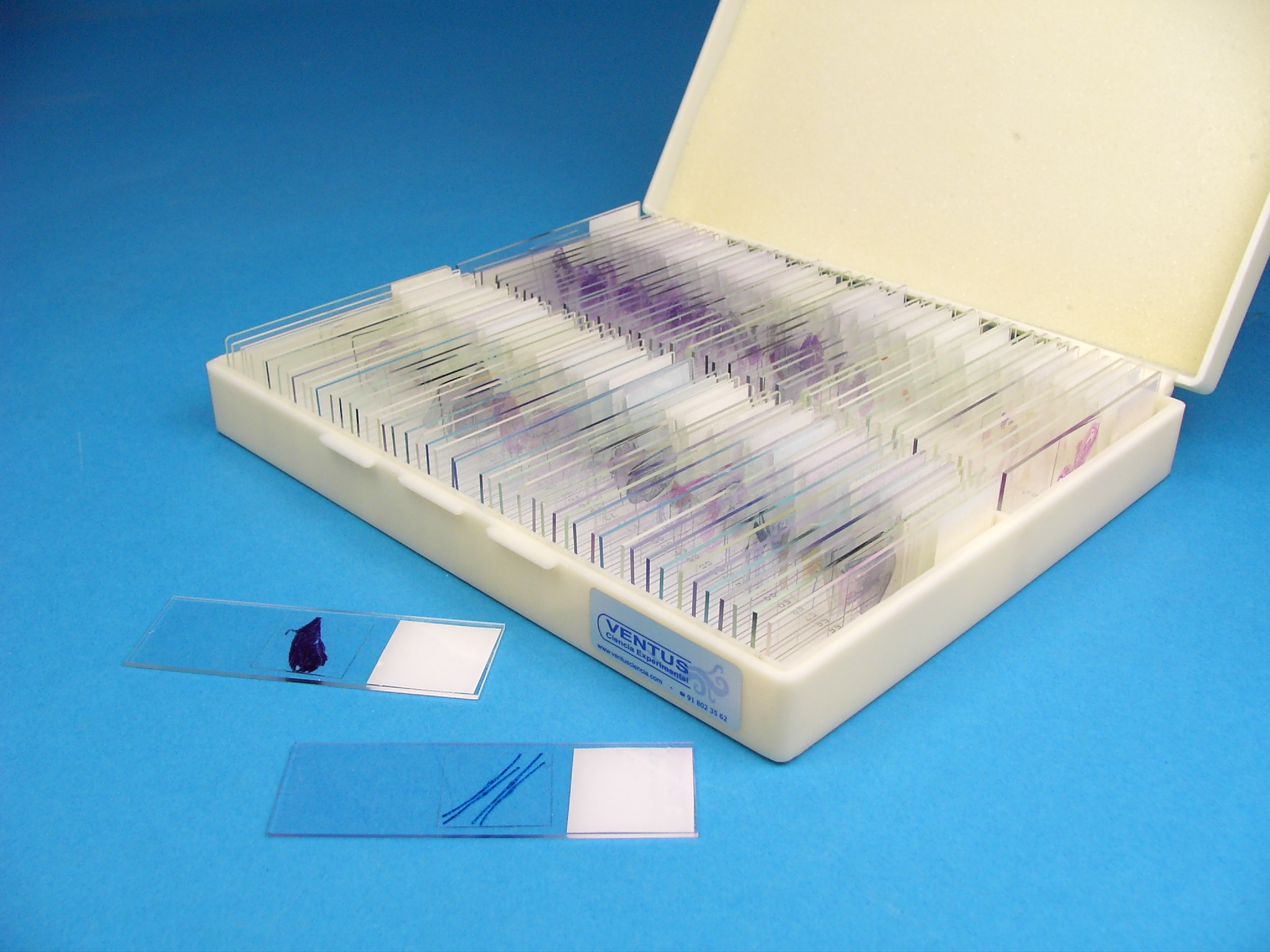 Preparaciones microscópicas (100x)