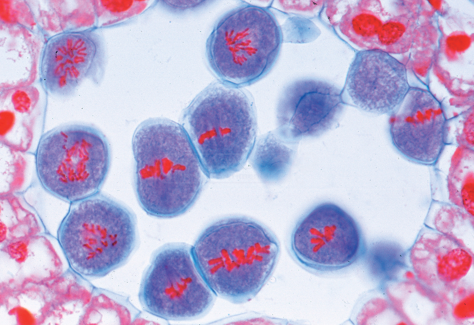 Preparaciones: Mitosis y meiosis (6x) Preparaciones: Mitosis y meiosis (6x)