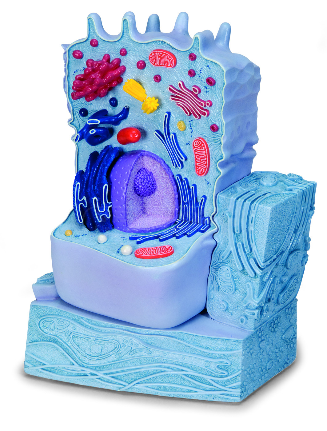 Modelo de célula animal