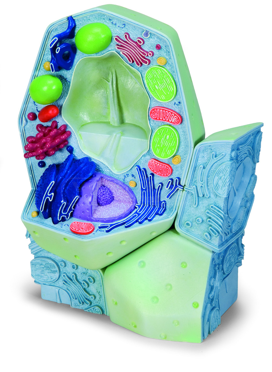 Modelo de célula vegetal