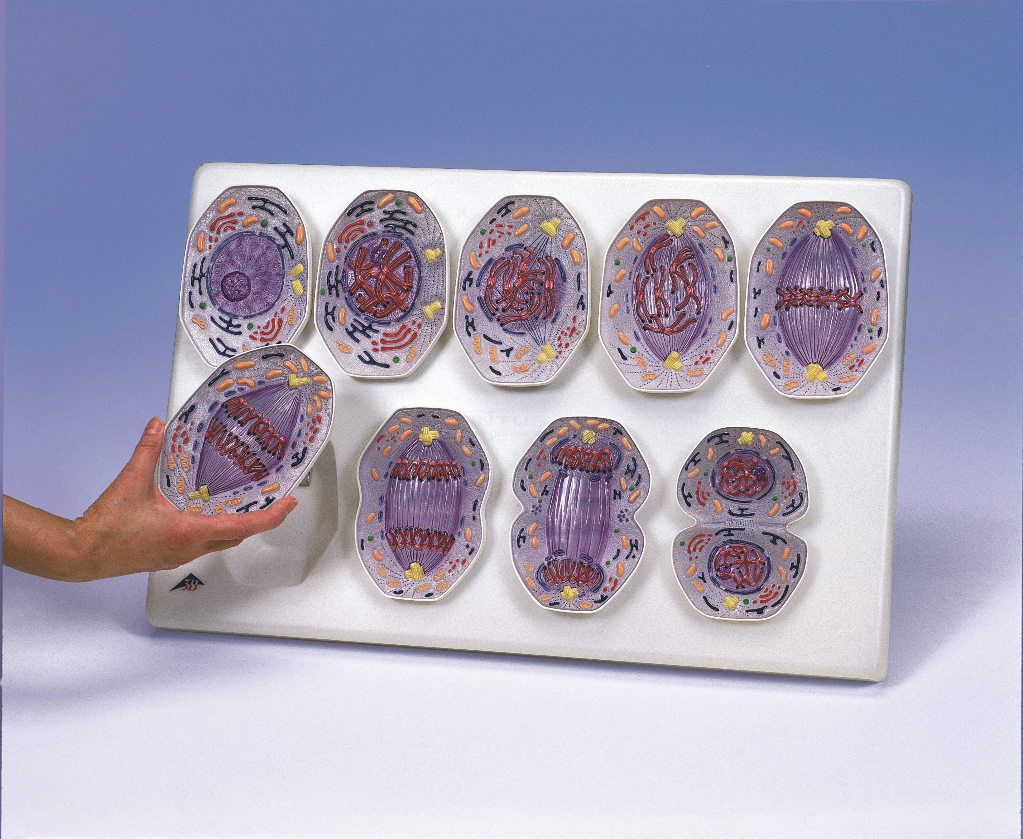 Modelo de mitosis Modelo de mitosis