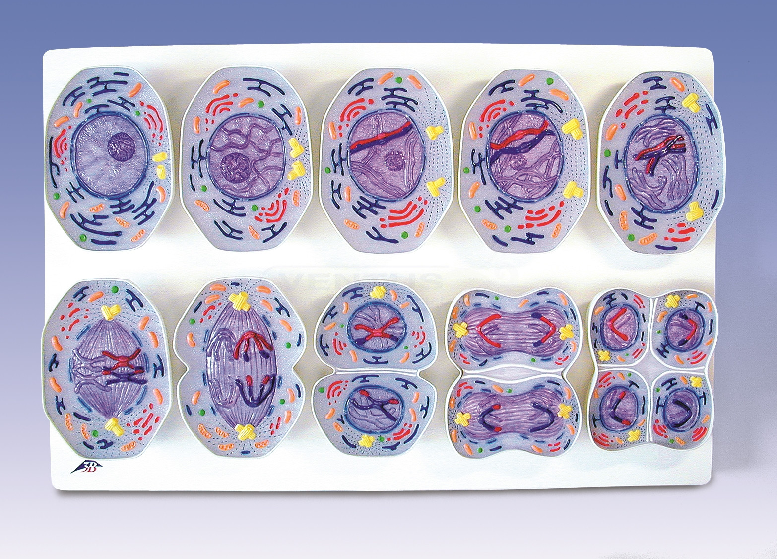 Modelo de meiosis Modelo de meiosis