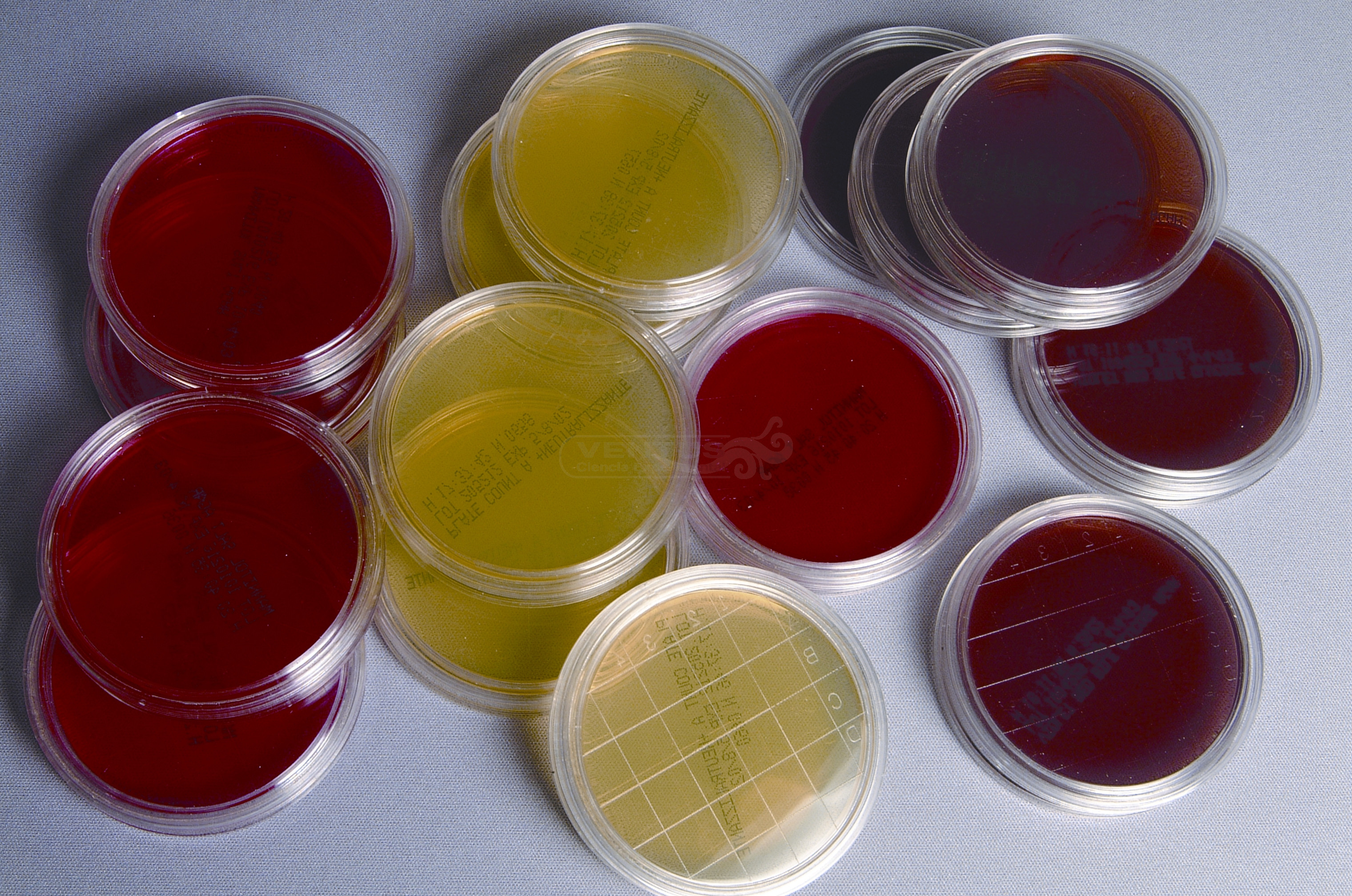 Placas contacto para hongos y levaduras (30x)