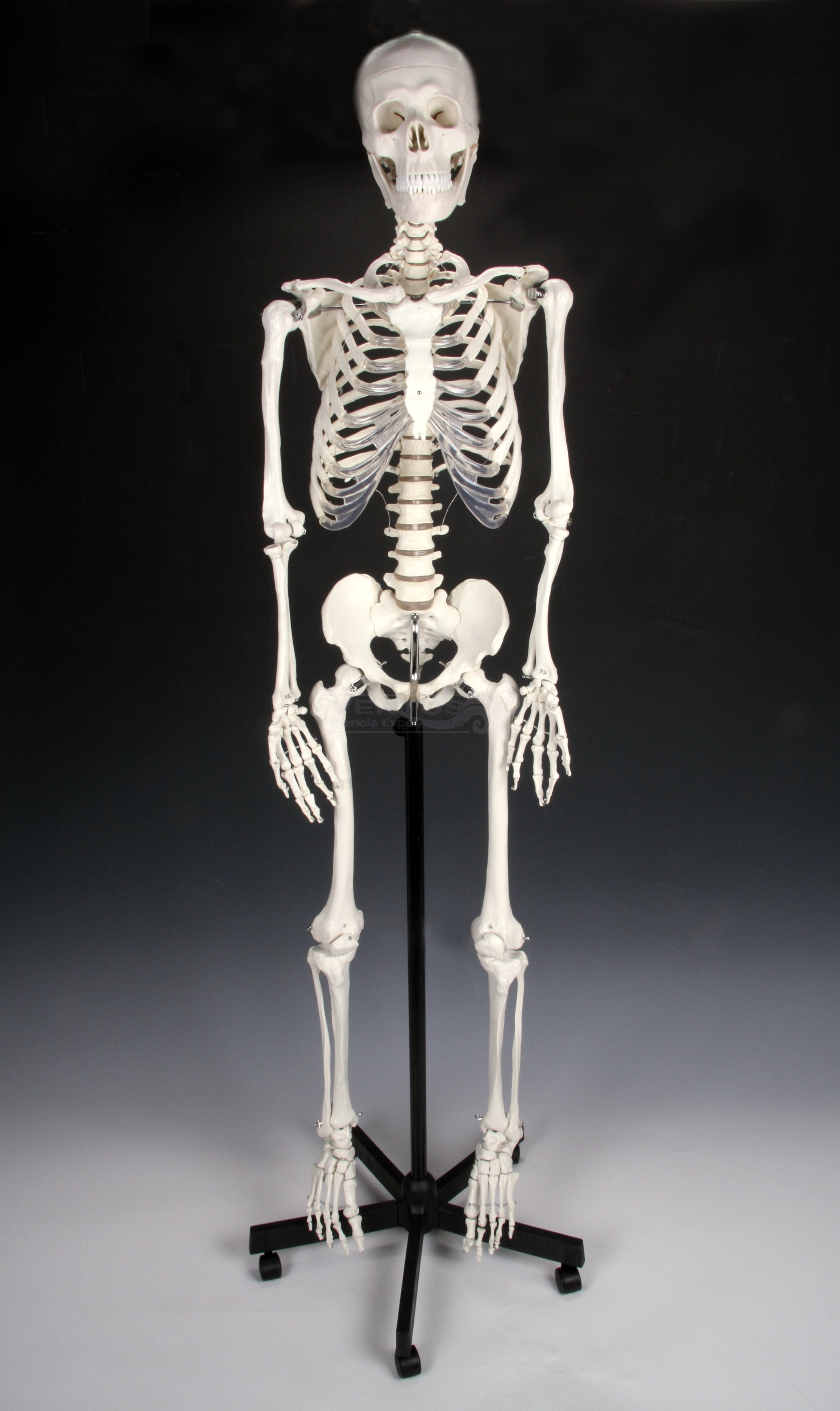 Esqueleto humano tamaño natural.