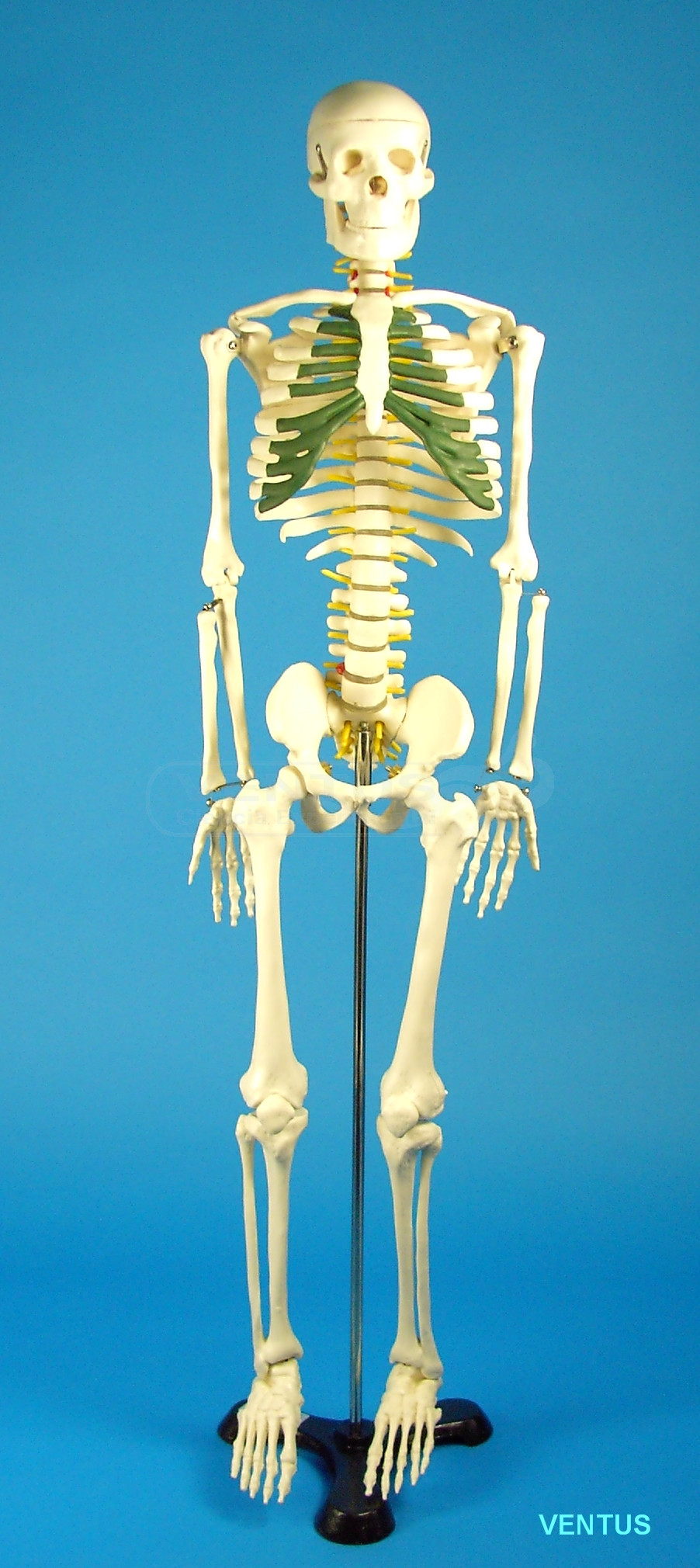 Esqueleto humano escala 1/2