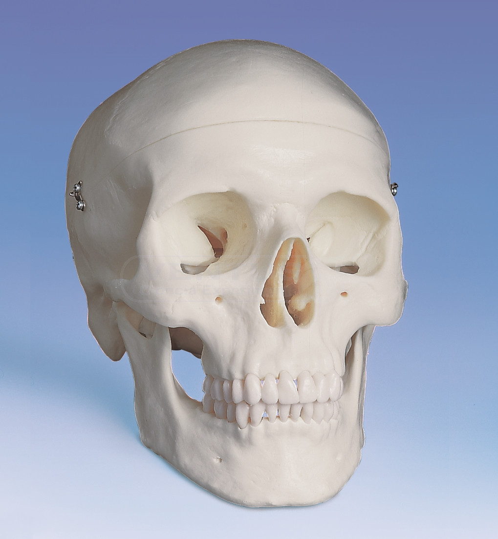 Cráneo humano 3 partes
