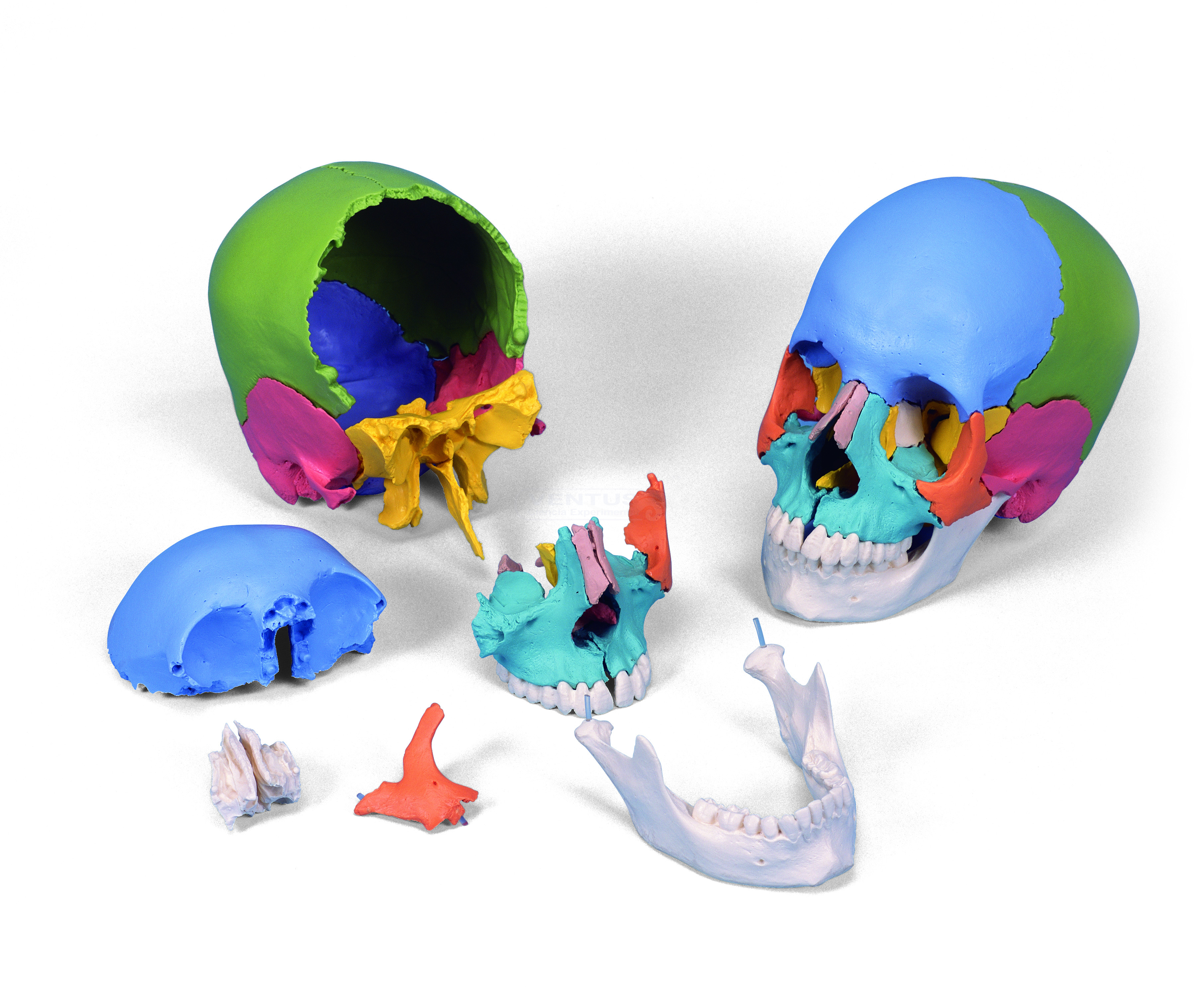 Cráneo humano 22 partes coloreado Cráneo humano 22 partes coloreado