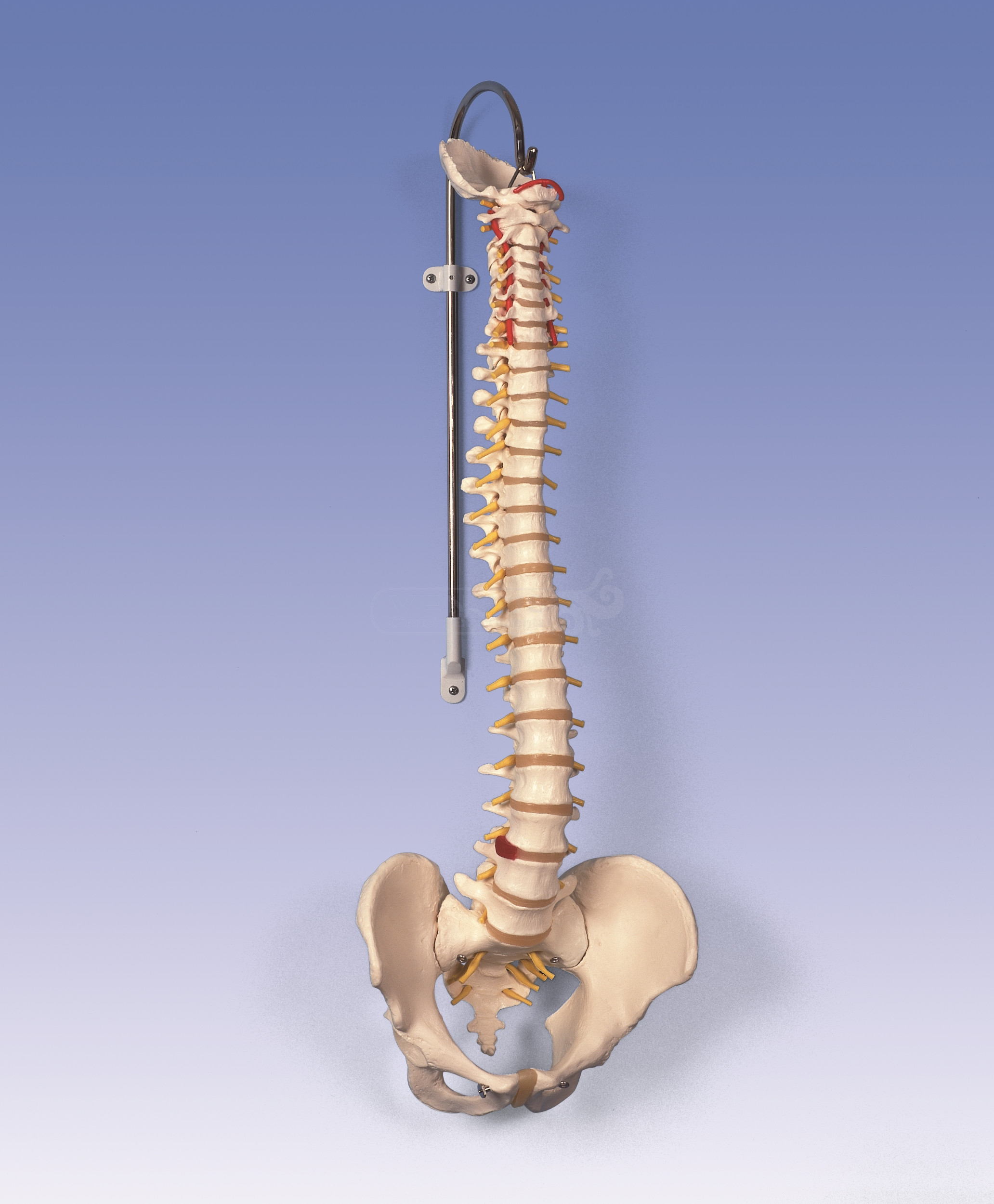 Columna vertebral flexible con soporte