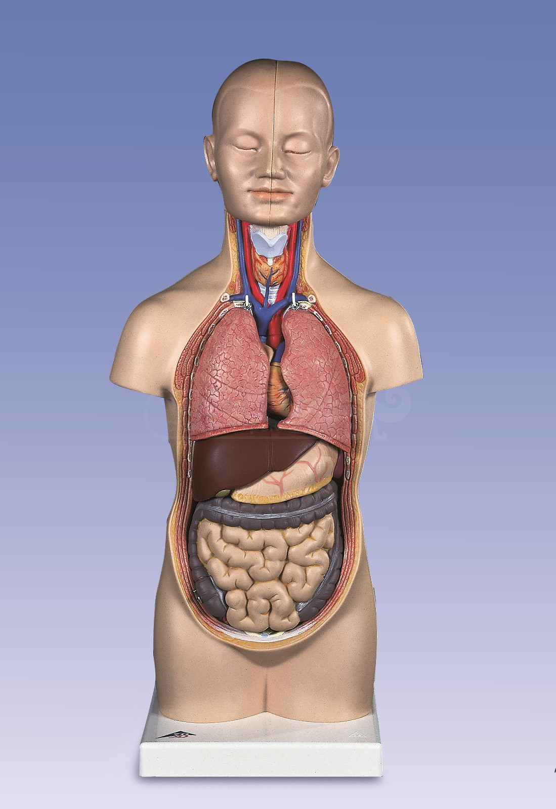 Mini-torso, 12 partes