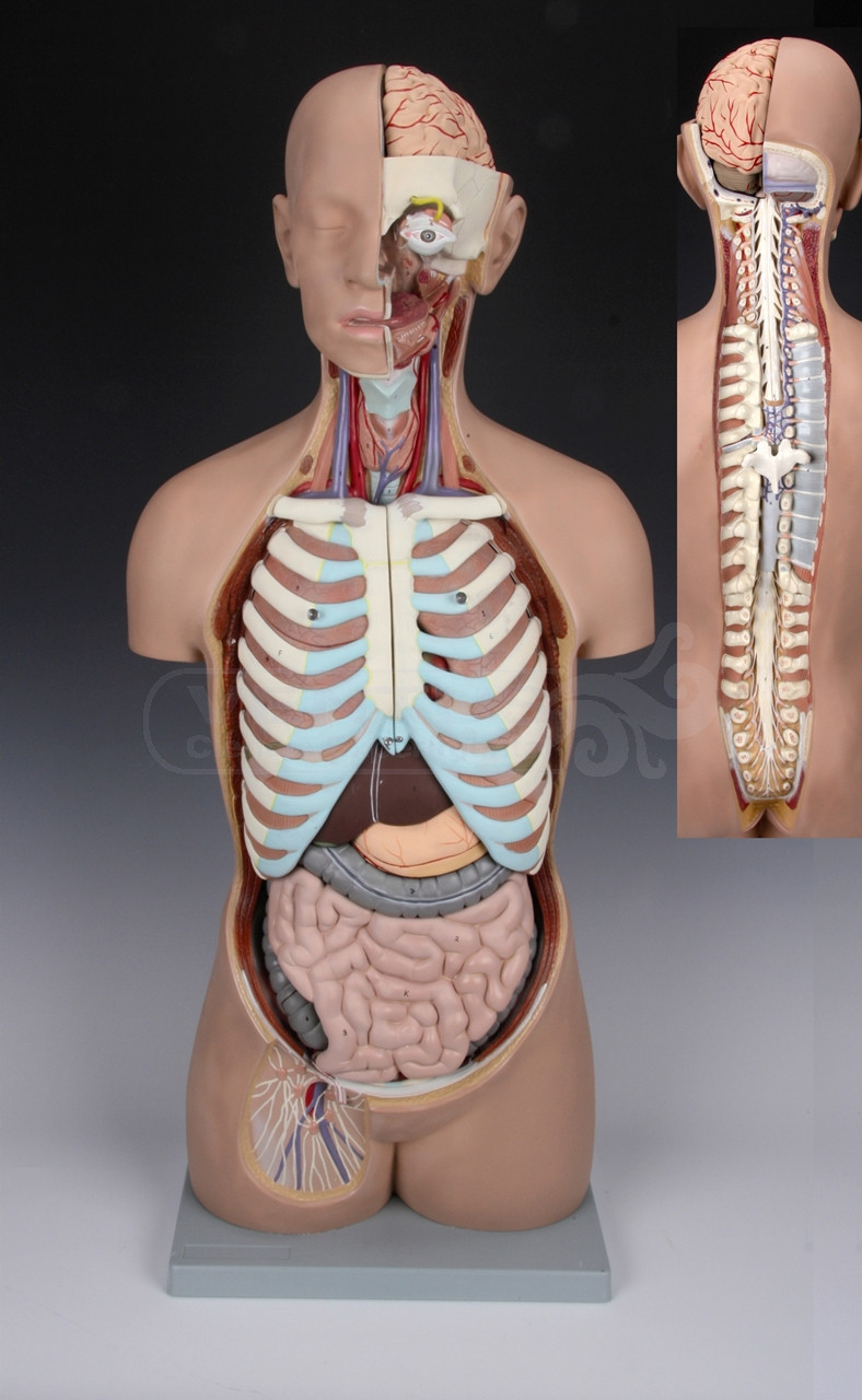 Torso asexuado espalda abierta, 17 partes Torso asexuado espalda abierta, 17 partes