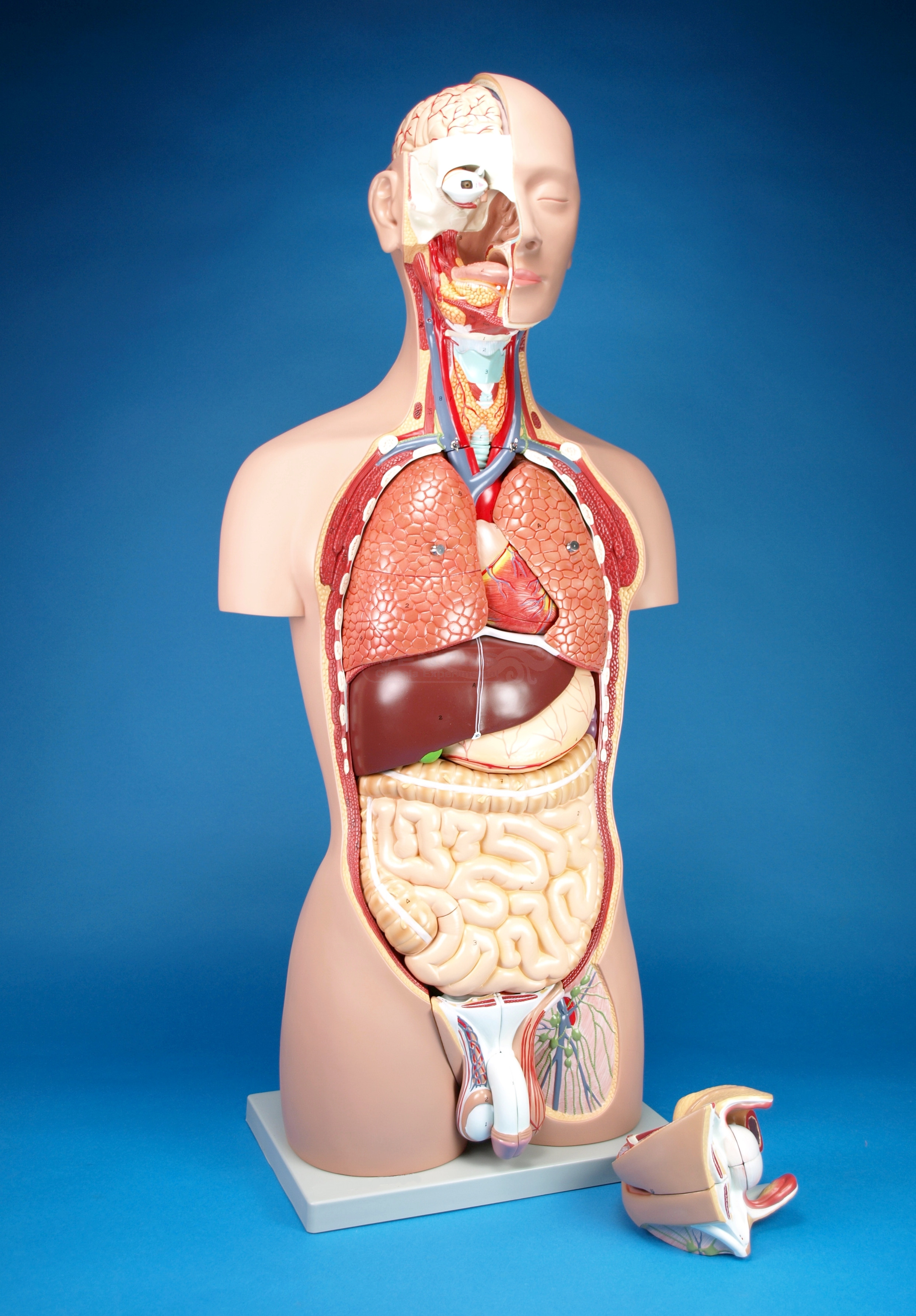 Torso bisexo espalda abierta, 27 partes