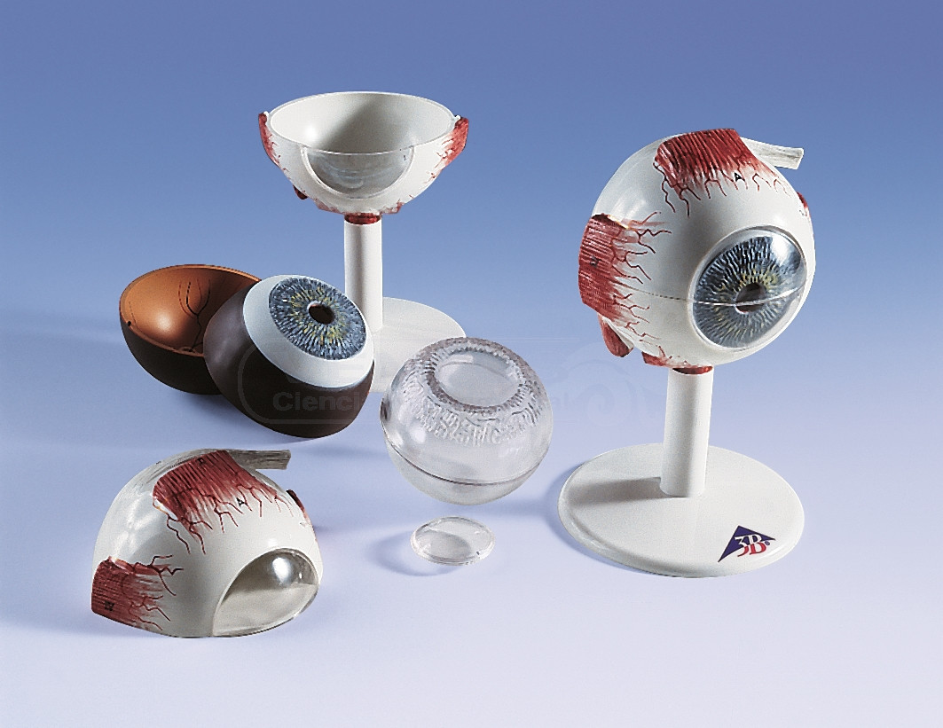 Modelo de ojo, 6 partes, 3x
