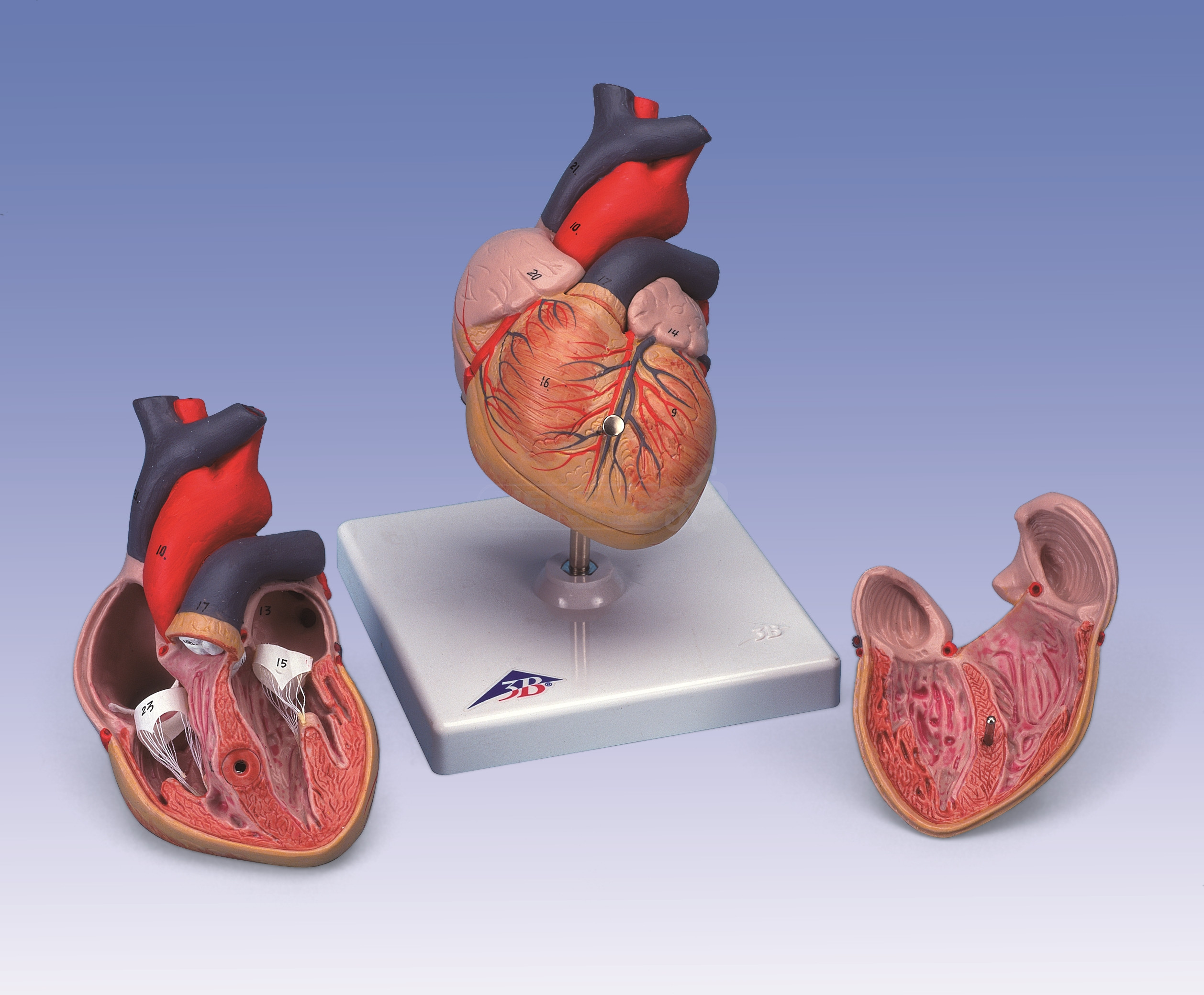 Modelo de corazón, 2 partes, 1x