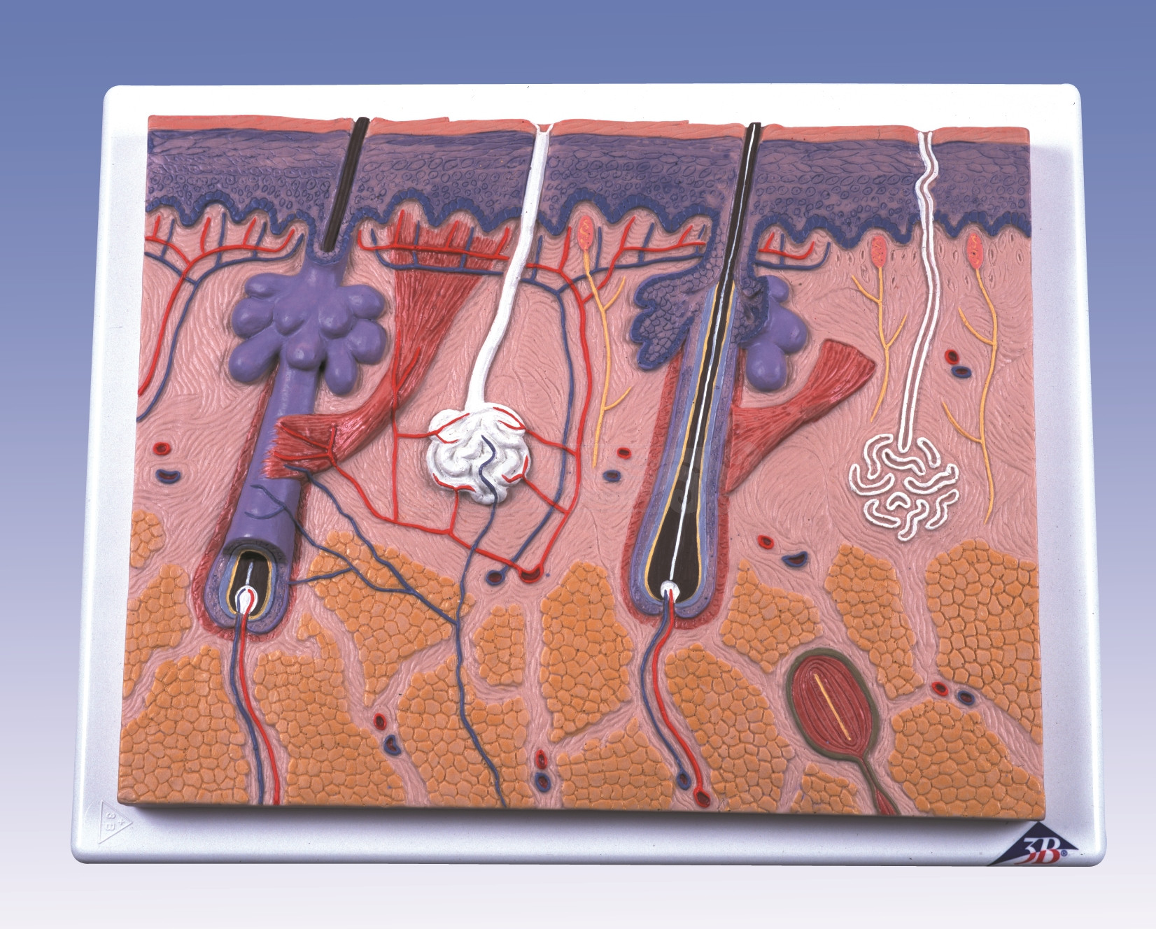 Corte de piel, 70x Corte de piel, 70x