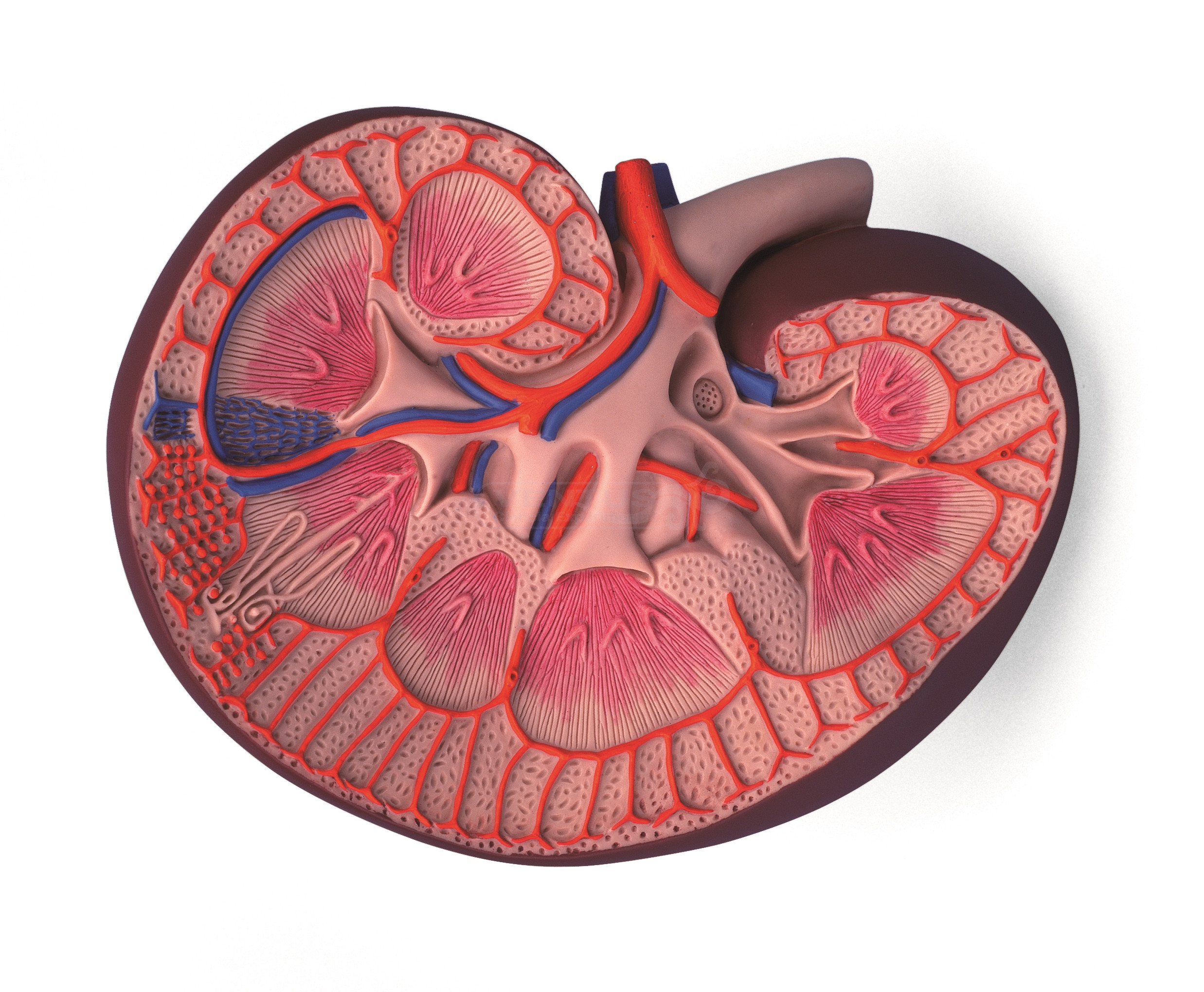 Modelo de riñón, 3x
