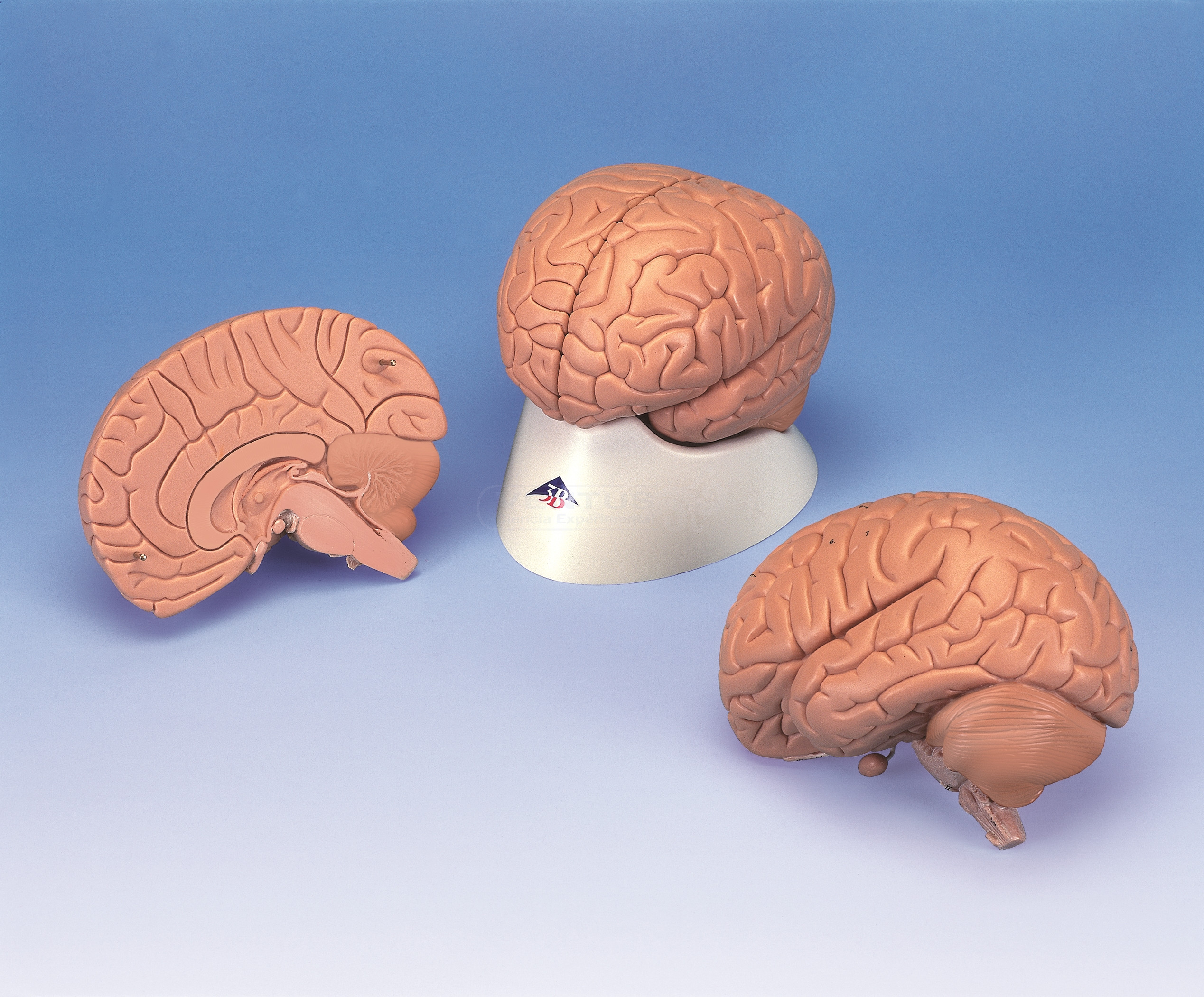 Modelo de cerebro, 2 partes, 1x