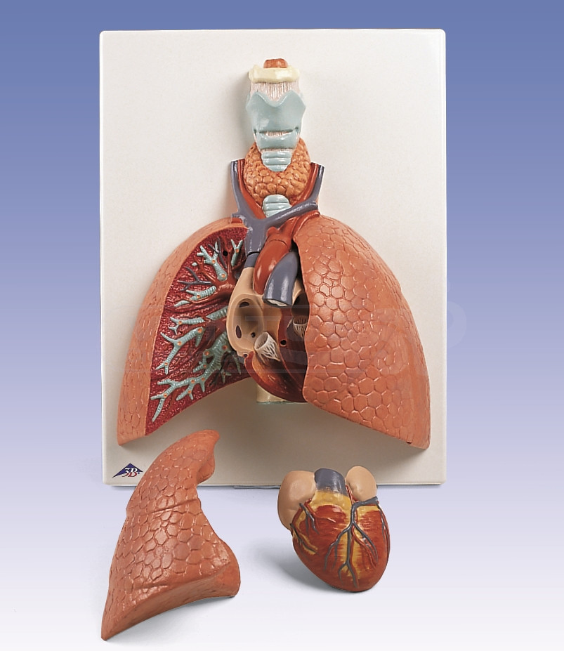 Sistema respiratorio, 1x