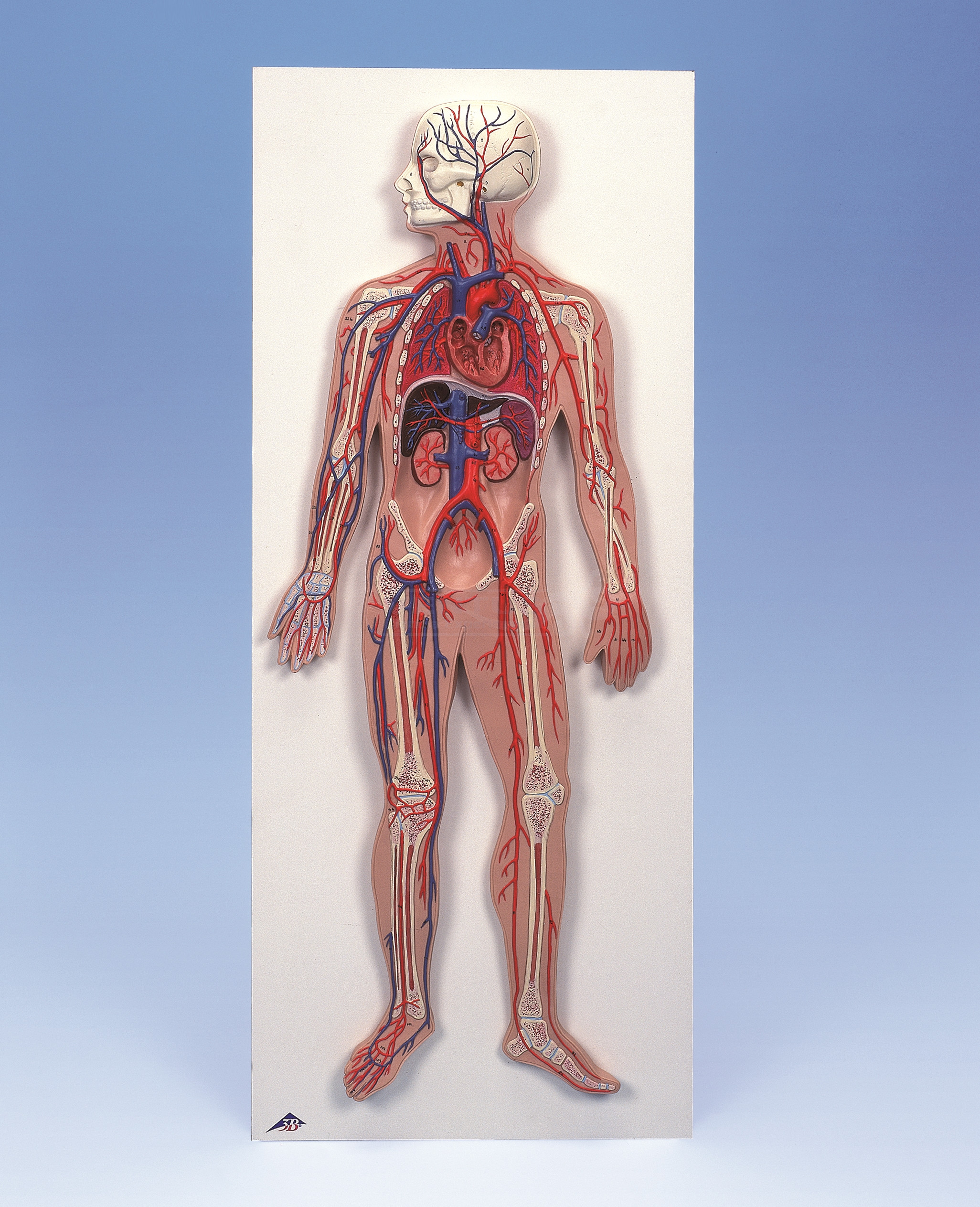 Sistema circulatorio, 1/2