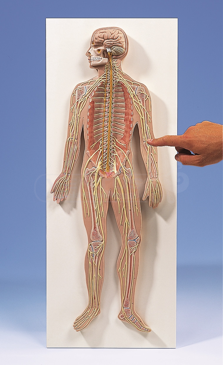 Sistema nervioso, 1/2