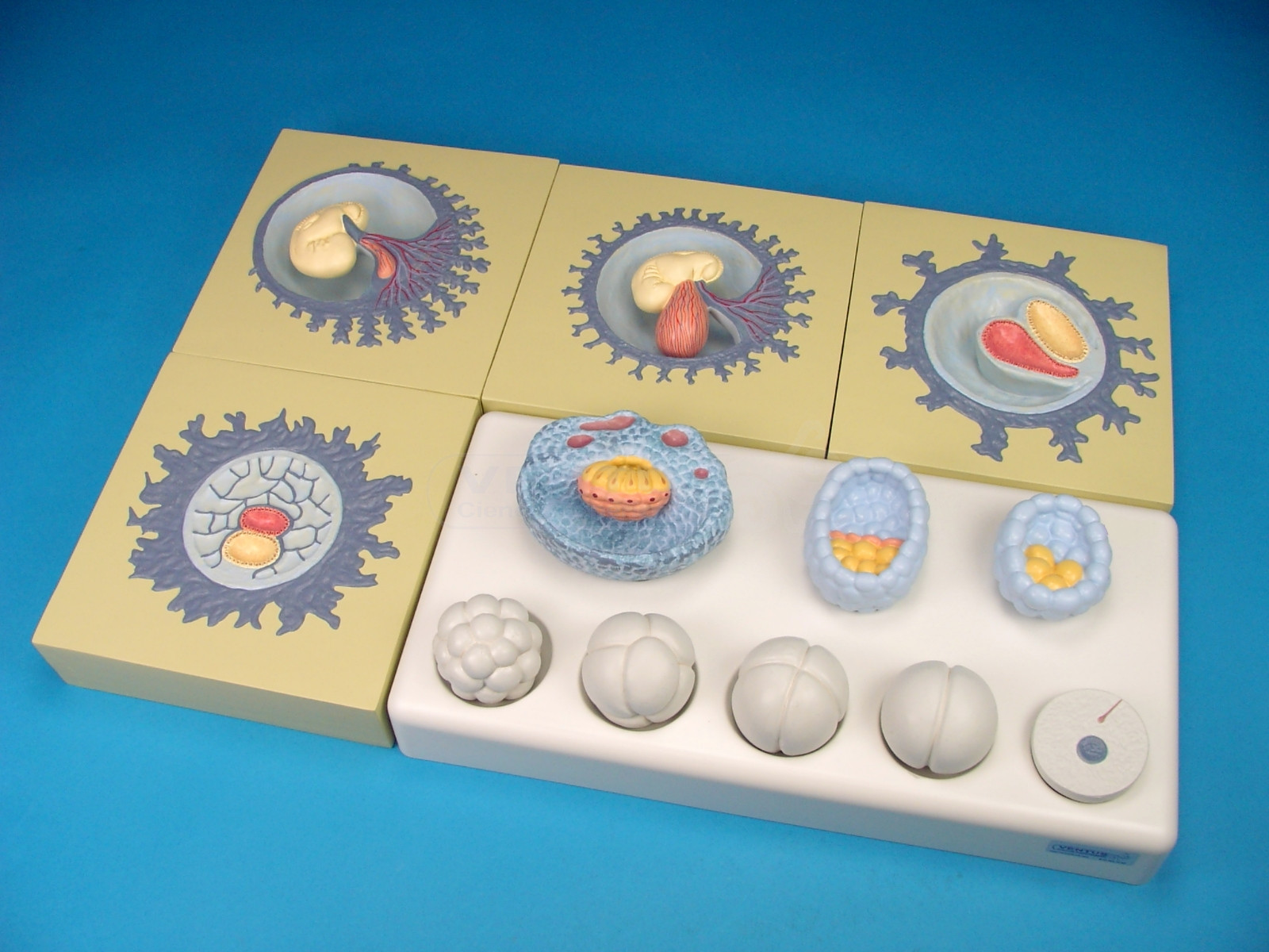 Etapas del desarrollo embrional