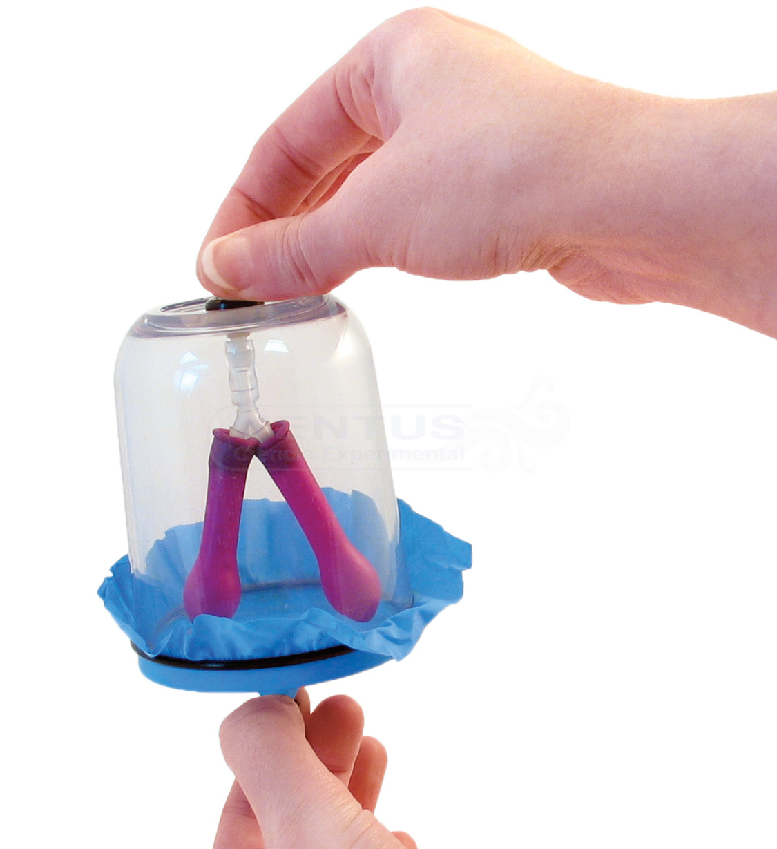 Modelo funcional de pulmón