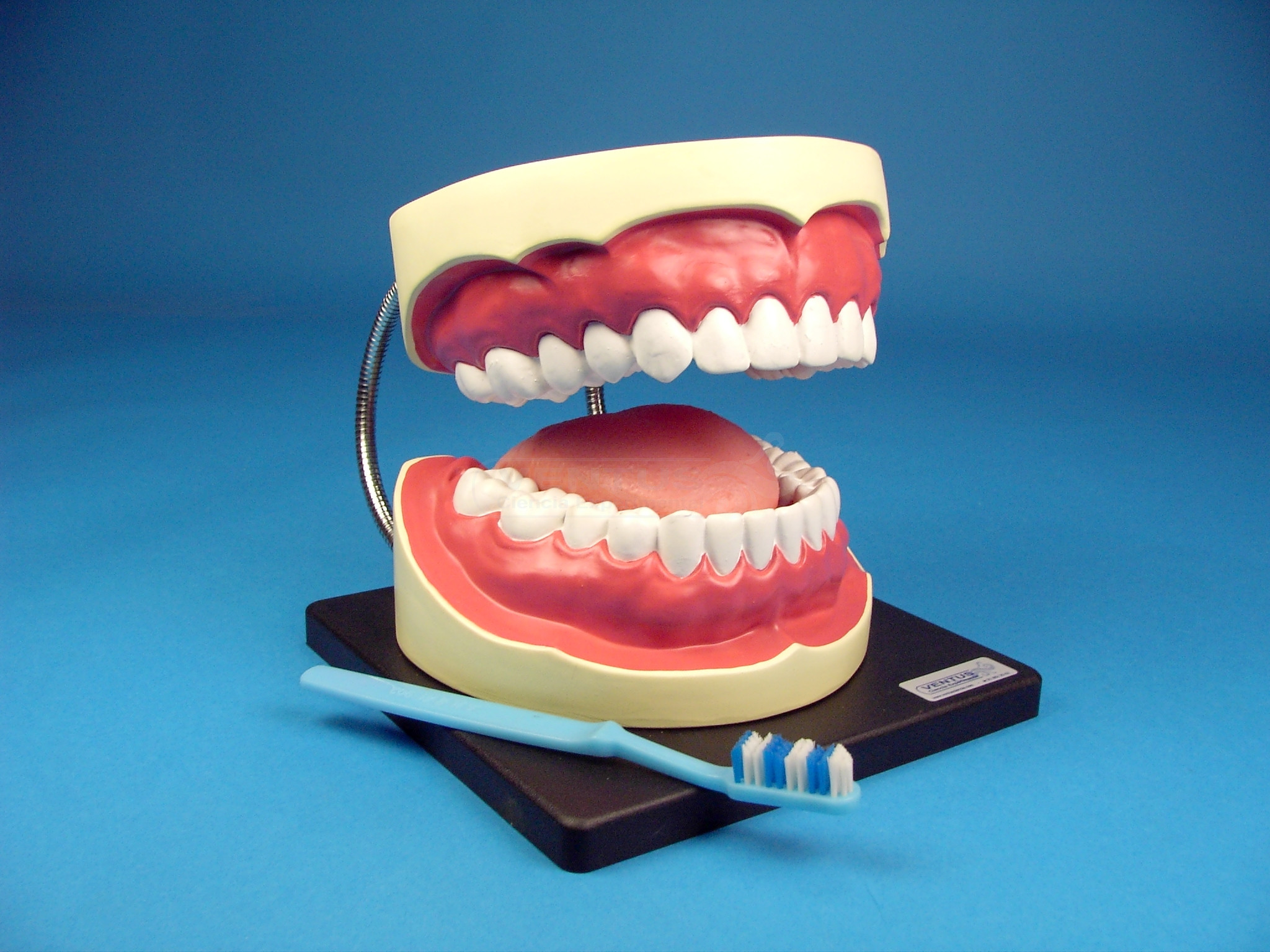 Modelo para higiene buco-dental